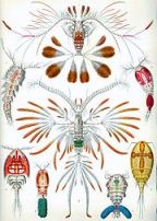 Copepoda (zooplankton)